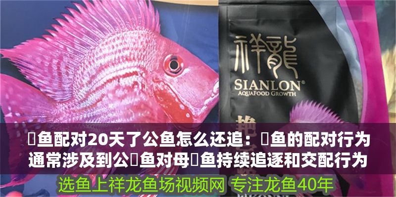 魟魚配對20天了公魚怎么還追：魟魚的配對行為通常涉及到公魟魚對母魟魚持續追逐和交配行為