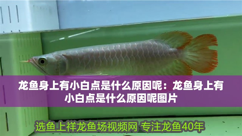 龍魚身上有小白點是什么原因呢：龍魚身上有小白點是什么原因呢圖片