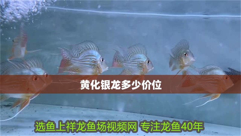 黃化銀龍多少價位