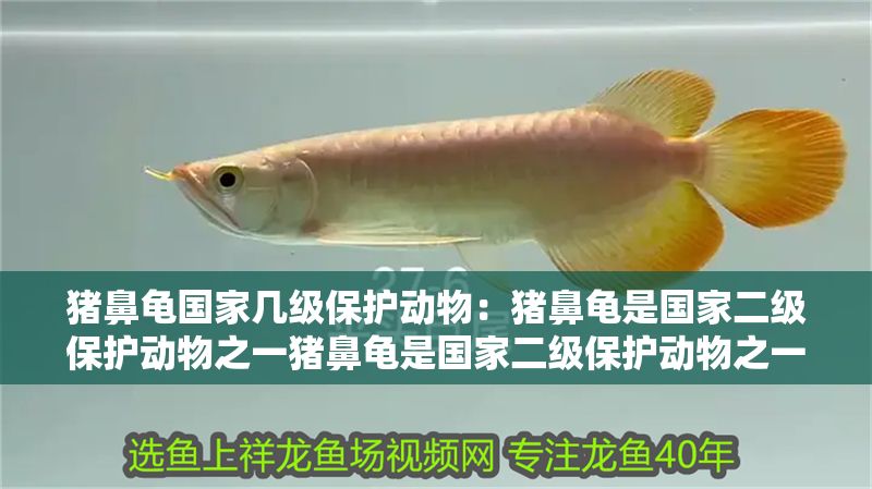 豬鼻龜國家幾級保護動物：豬鼻龜是國家二級保護動物之一豬鼻龜是國家二級保護動物之一