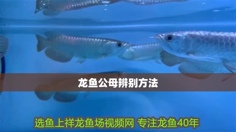 龍魚公母辨別方法