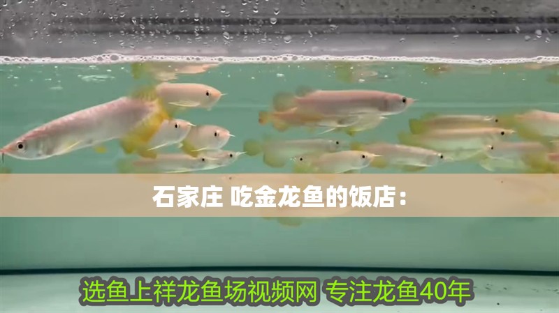 石家莊 吃金龍魚的飯店：