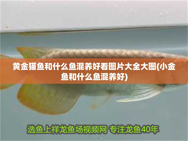 黃金貓魚和什么魚混養好看圖片大全大圖(小金魚和什么魚混養好)