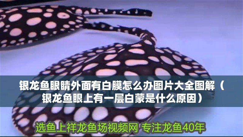 銀龍魚(yú)眼睛外面有白膜怎么辦圖片大全圖解（銀龍魚(yú)眼上有一層白蒙是什么原因）