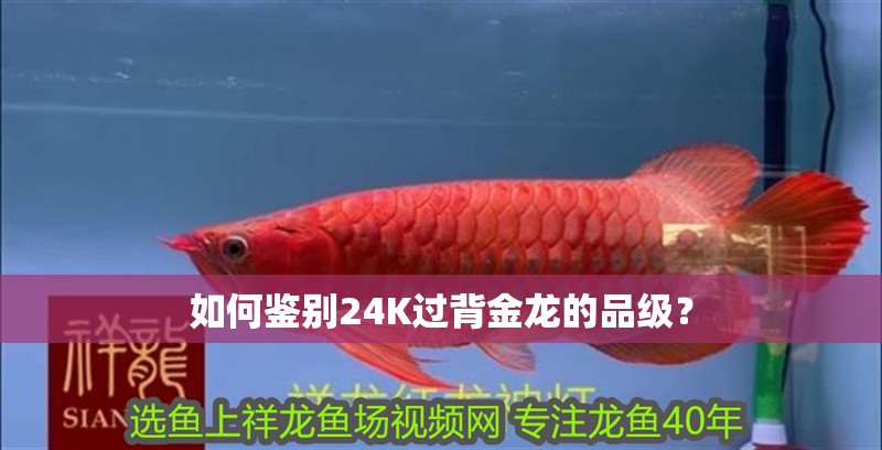 如何鑒別24K過背金龍的品級？