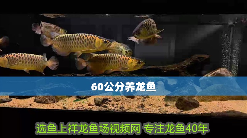 60公分養(yǎng)龍魚
