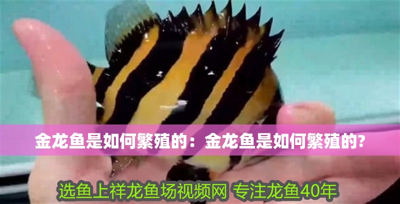金龍魚是如何繁殖的：金龍魚是如何繁殖的?