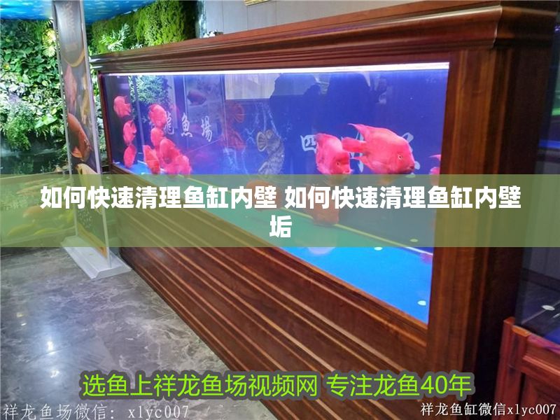 如何快速清理魚缸內壁 如何快速清理魚缸內壁垢