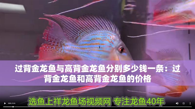 過(guò)背金龍魚與高背金龍魚分別多少錢一條：過(guò)背金龍魚和高背金龍魚的價(jià)格