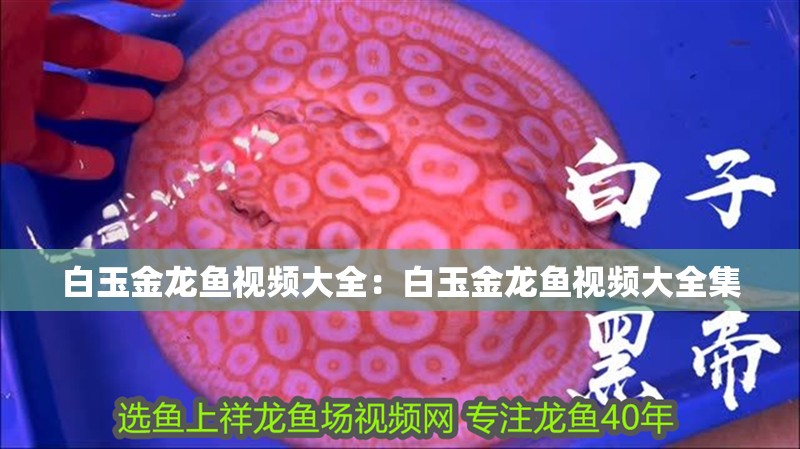 白玉金龍魚視頻大全：白玉金龍魚視頻大全集