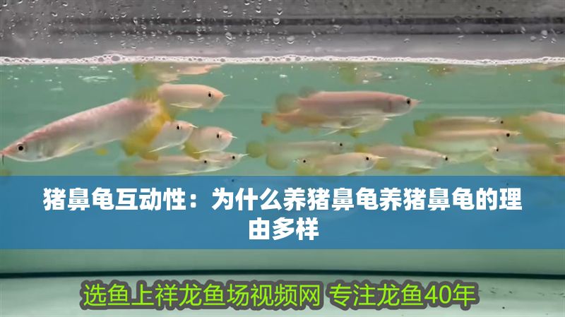 豬鼻龜互動性：為什么養豬鼻龜養豬鼻龜的理由多樣