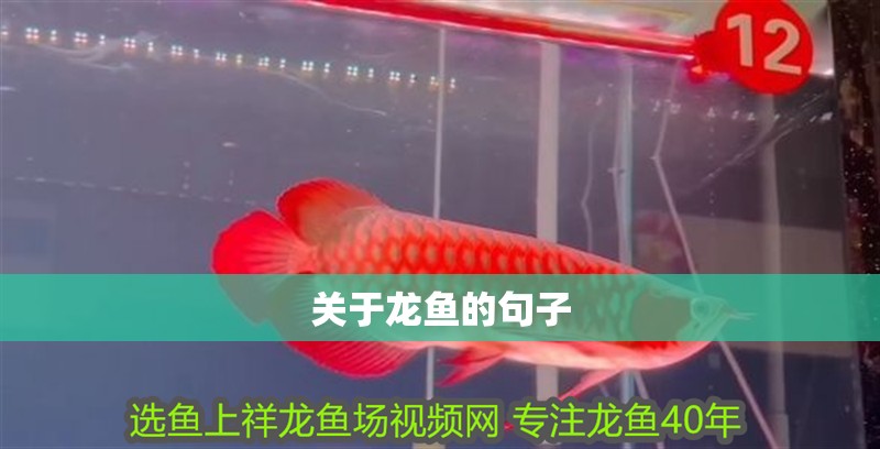 關于龍魚的句子
