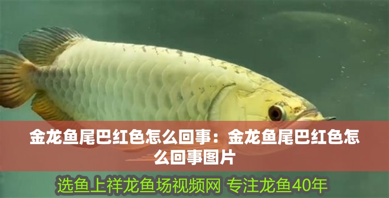 金龍魚尾巴紅色怎么回事：金龍魚尾巴紅色怎么回事圖片