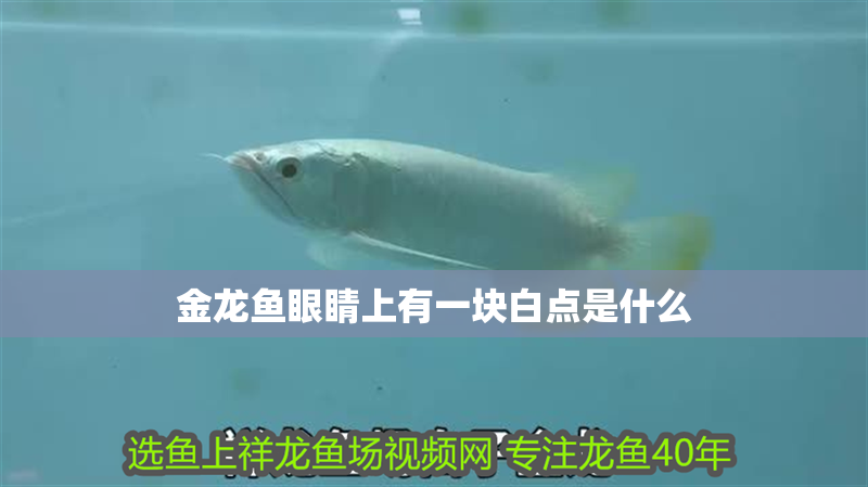 金龍魚眼睛上有一塊白點是什么