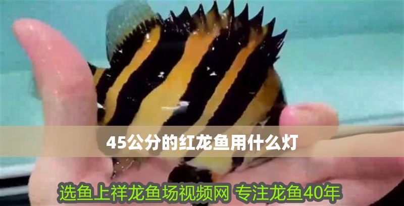 45公分的紅龍魚用什么燈