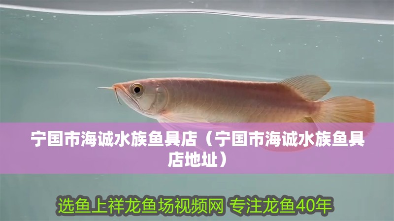寧國市海誠水族魚具店（寧國市海誠水族魚具店地址）