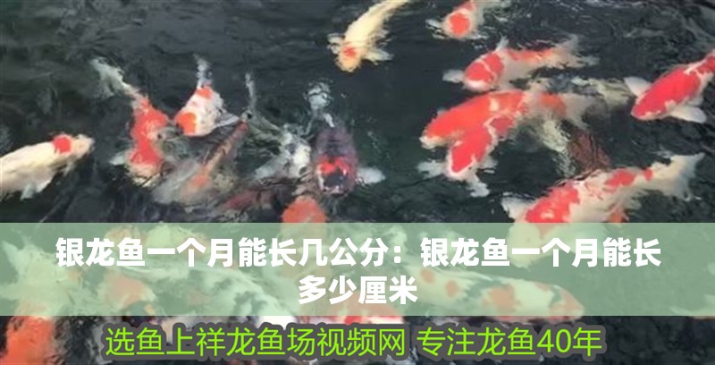 銀龍魚一個月能長幾公分：銀龍魚一個月能長多少厘米