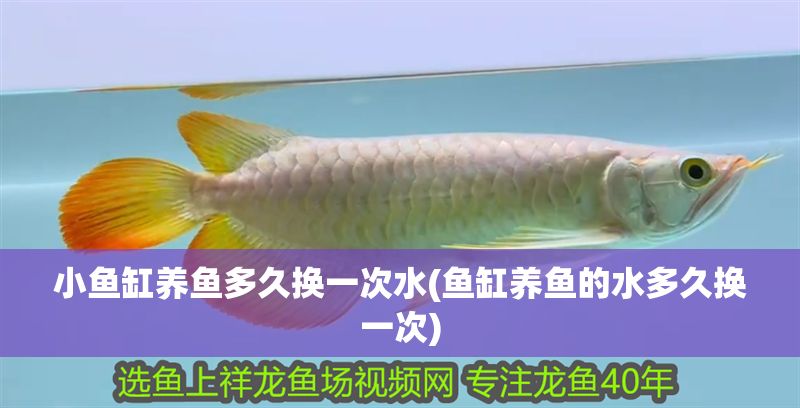 小魚缸養(yǎng)魚多久換一次水(魚缸養(yǎng)魚的水多久換一次)