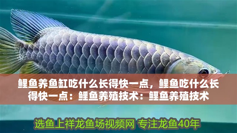 鯉魚養魚缸吃什么長得快一點，鯉魚吃什么長得快一點：鯉魚養殖技術：鯉魚養殖技術