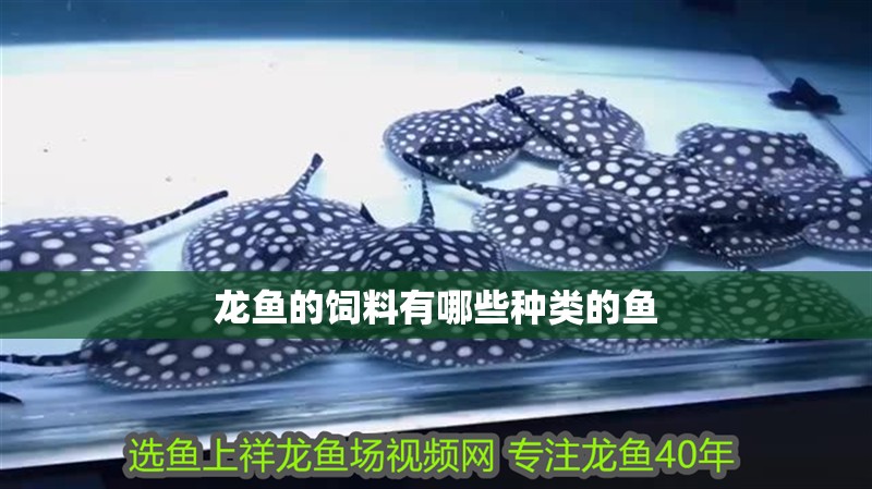 龍魚的飼料有哪些種類的魚