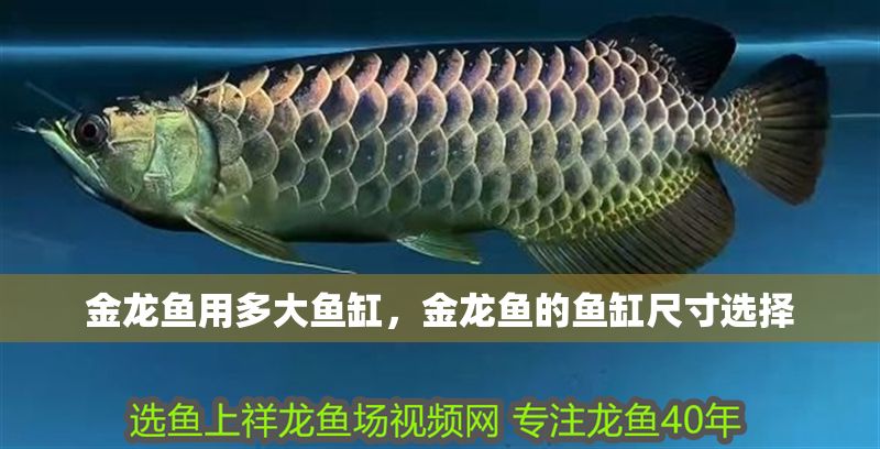 金龍魚用多大魚缸，金龍魚的魚缸尺寸選擇