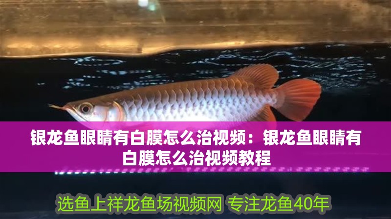 銀龍魚眼睛有白膜怎么治視頻：銀龍魚眼睛有白膜怎么治視頻教程