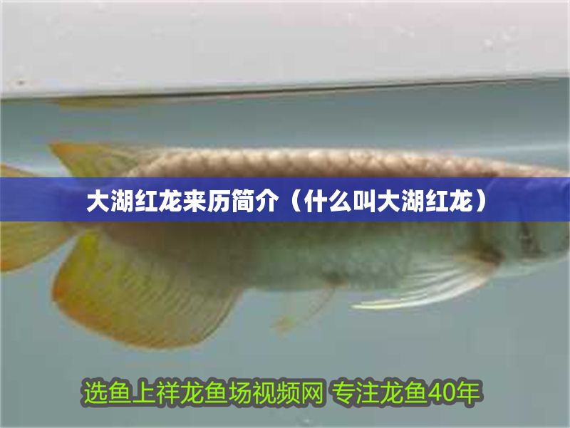 大湖紅龍來歷簡介（什么叫大湖紅龍）