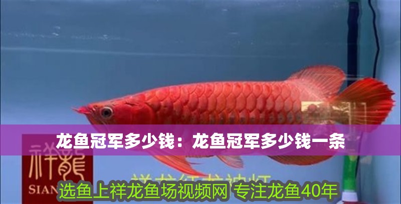 龍魚冠軍多少錢：龍魚冠軍多少錢一條
