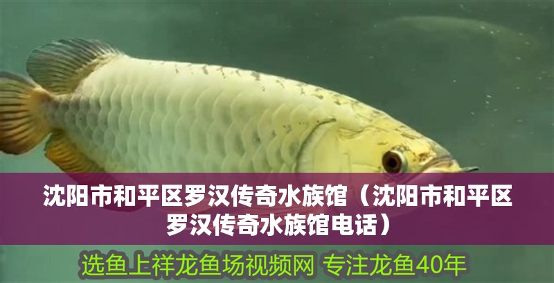 沈陽(yáng)市和平區(qū)羅漢傳奇水族館（沈陽(yáng)市和平區(qū)羅漢傳奇水族館電話）