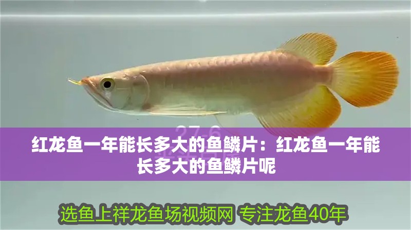 紅龍魚一年能長多大的魚鱗片：紅龍魚一年能長多大的魚鱗片呢