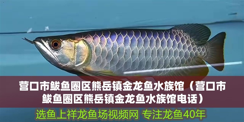 營口市鲅魚圈區熊岳鎮金龍魚水族館（營口市鲅魚圈區熊岳鎮金龍魚水族館電話）