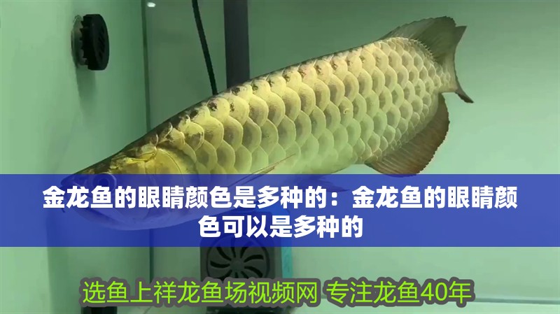 金龍魚的眼睛顏色是多種的：金龍魚的眼睛顏色可以是多種的