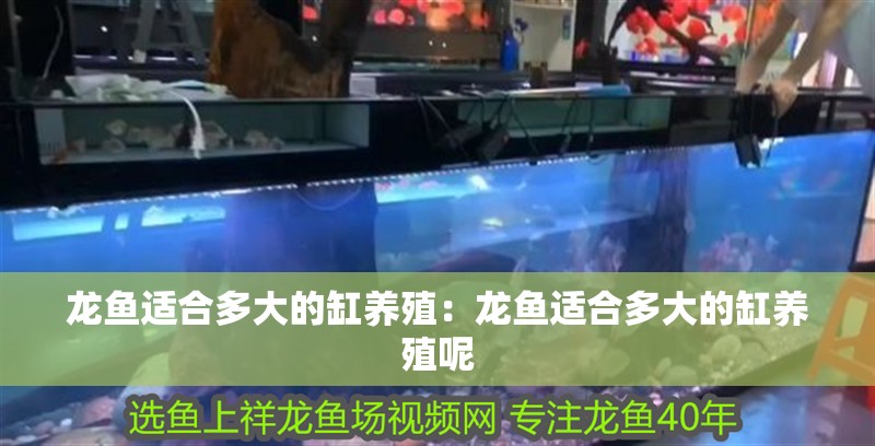 龍魚適合多大的缸養殖：龍魚適合多大的缸養殖呢
