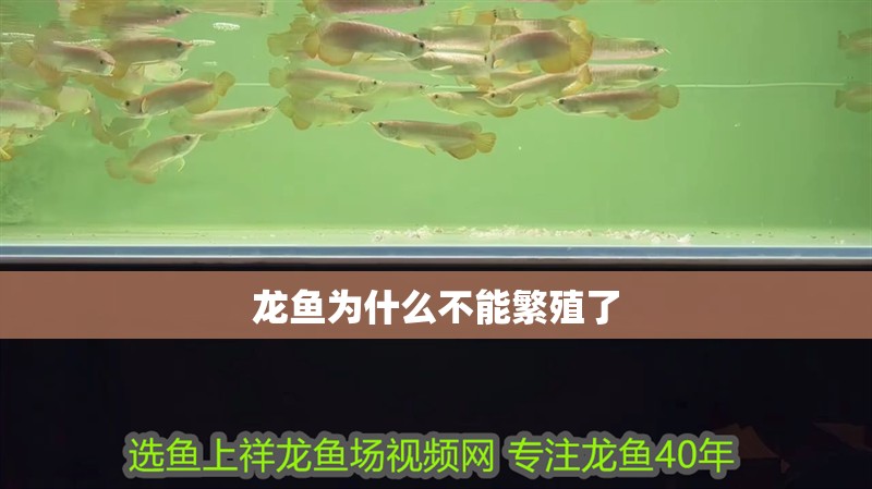 龍魚為什么不能繁殖了