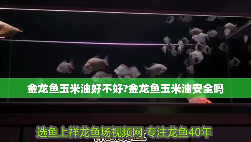 非洲魚吃什么飼料長得快（魚吃哪種飼料長得快）