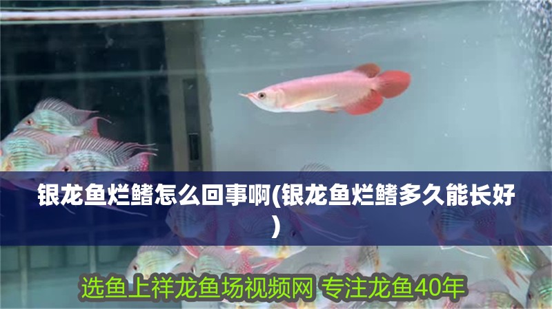 銀龍魚爛鰭怎么回事啊(銀龍魚爛鰭多久能長好) 銀龍魚爛鰭怎么回事啊(銀龍魚爛鰭多久能長好) 銀龍魚百科