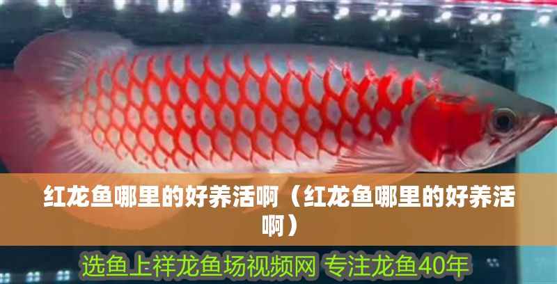 紅龍魚哪里的好養活?。t龍魚哪里的好養活啊）