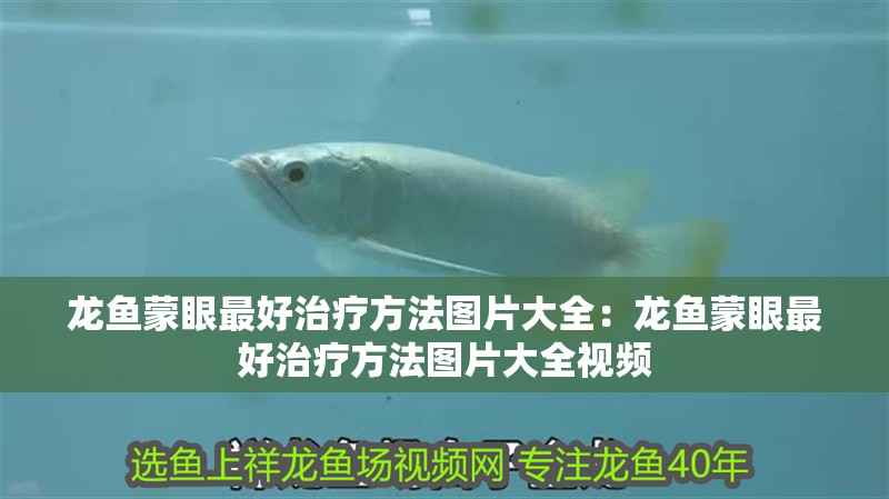 龍魚蒙眼最好治療方法圖片大全：龍魚蒙眼最好治療方法圖片大全視頻
