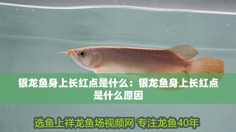 銀龍魚身上長紅點是什么：銀龍魚身上長紅點是什么原因