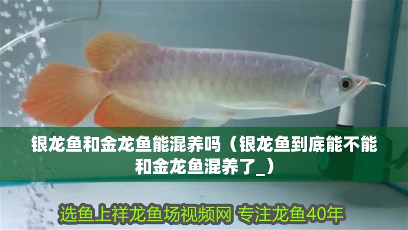 銀龍魚和金龍魚能混養嗎（銀龍魚到底能不能和金龍魚混養了_）