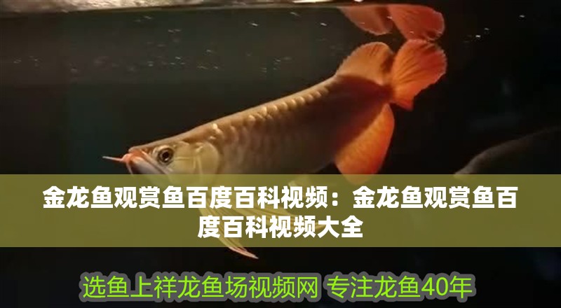 金龍魚觀賞魚百度百科視頻：金龍魚觀賞魚百度百科視頻大全