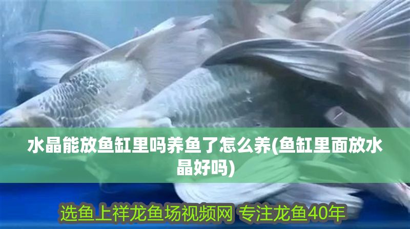 水晶能放魚缸里嗎養(yǎng)魚了怎么養(yǎng)(魚缸里面放水晶好嗎)