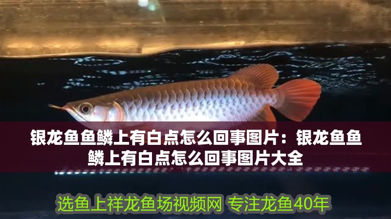 銀龍魚魚鱗上有白點(diǎn)怎么回事圖片：銀龍魚魚鱗上有白點(diǎn)怎么回事圖片大全