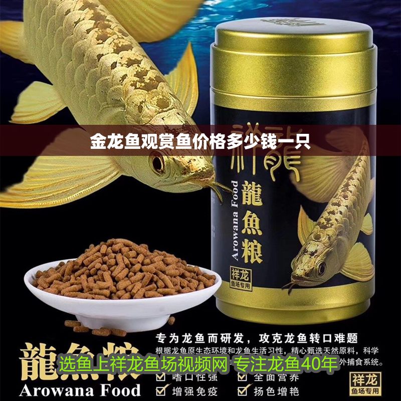 金龍魚觀賞魚價(jià)格多少錢一只