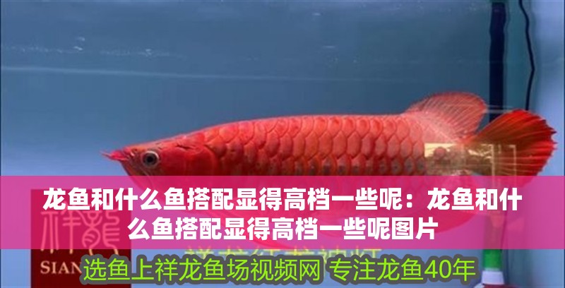 龍魚和什么魚搭配顯得高檔一些呢：龍魚和什么魚搭配顯得高檔一些呢圖片