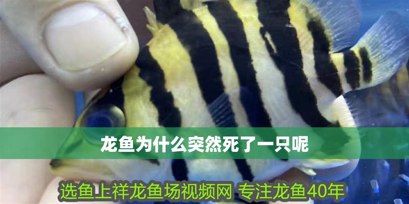 龍魚為什么突然死了一只呢