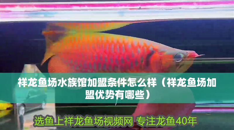 祥龍魚場水族館加盟條件怎么樣（祥龍魚場加盟優(yōu)勢有哪些）