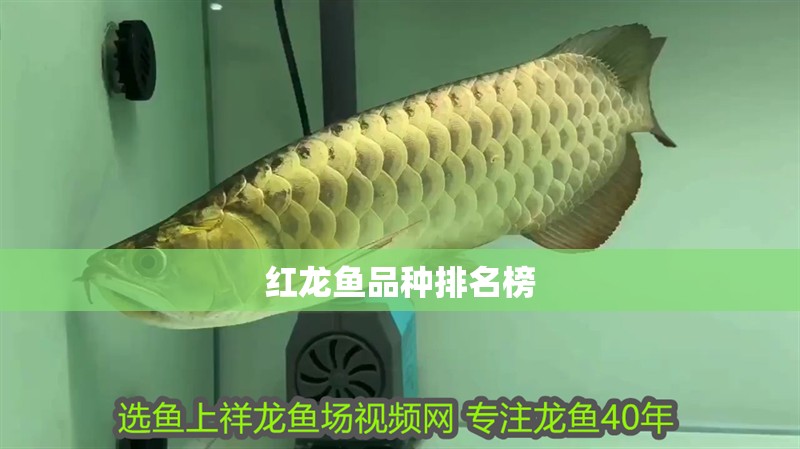 紅龍魚品種排名榜