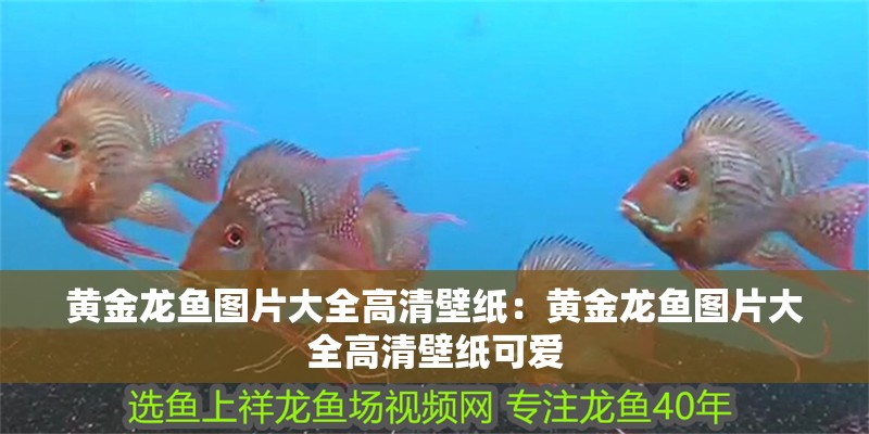 黃金龍魚圖片大全高清壁紙：黃金龍魚圖片大全高清壁紙可愛