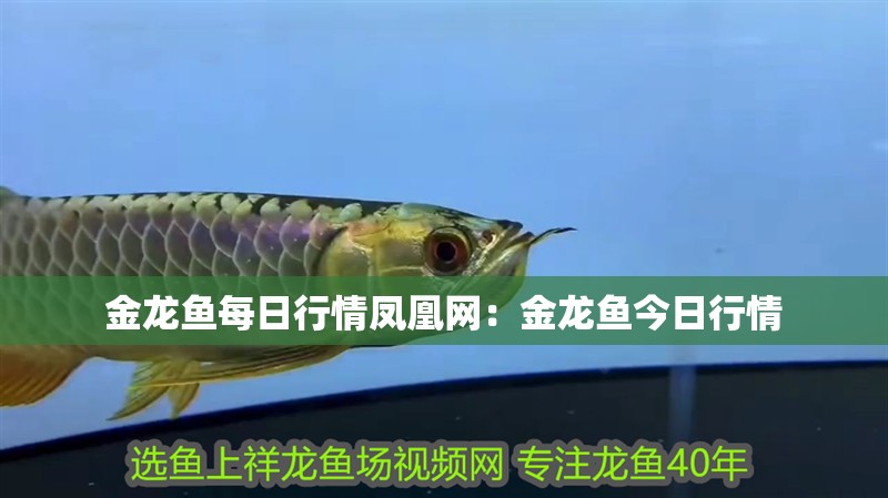 金龍魚每日行情鳳凰網(wǎng)：金龍魚今日行情